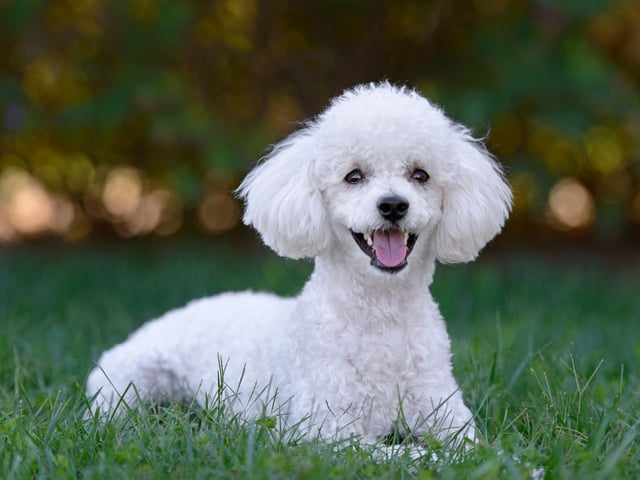 Whether you opt for the standard, mini or toy varieties, all poodles shed very little of their soft, curly hair. They are also highly intelligent and easy to train.