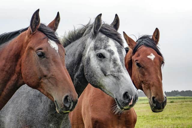 The RSPCA is anticipating an 'equine crisis'.