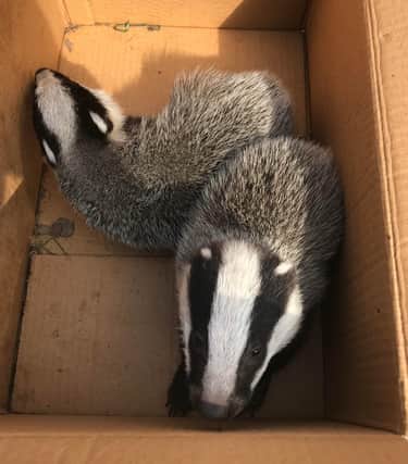 Badgers rescued in Derbyshire during the lockdown.