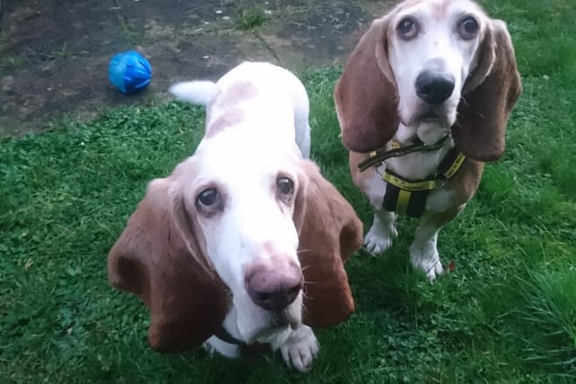 Bert and Daisy came into the centre together and are very attached to each other. They are looking for a new home together.