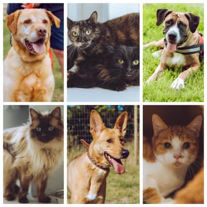 Adorable dogs and cats are looking for a new family