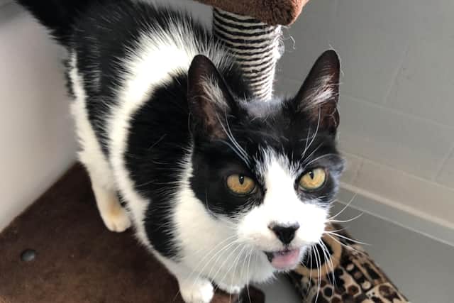 Could you find a home for Jamie.