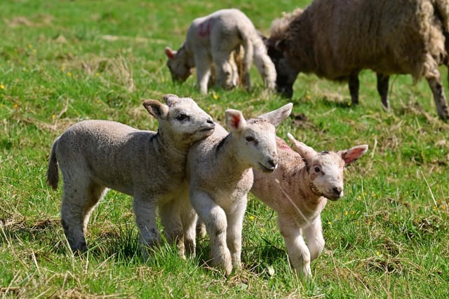 Lambs enjoy their girst day outdoors at Hardwick Park