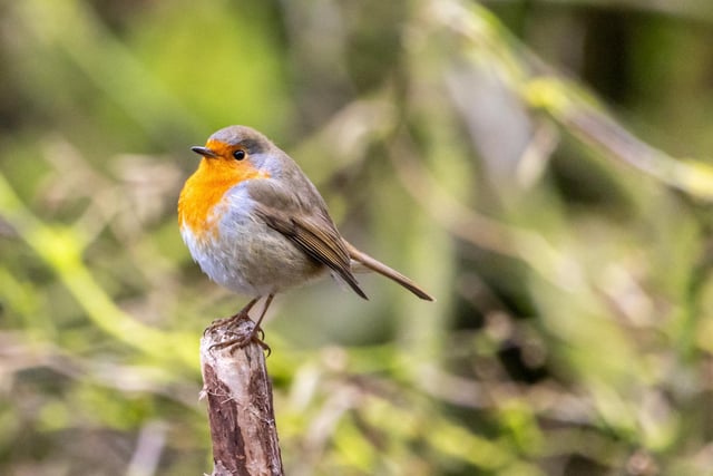 A cracking shot from Conor Blount who photographed this robin at the Wye Valley Nature Reserve.