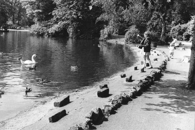 Feeding swans on a sunny afternoon in Queens Park, 1967.