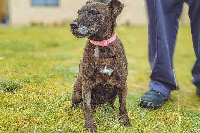 12 years old, Patterdale Terrier. This mature lady is looking for a quiet home where she can have lots of naps, cuddles and to grow old gracefully.