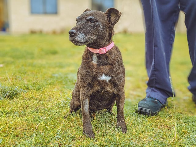 12 years old, Patterdale Terrier. This mature lady is looking for a quiet home where she can have lots of naps, cuddles and to grow old gracefully.