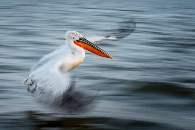 Overall winner: Alwin Hardenbol, University of Eastern Finland

The art of flight: A panning shot of a flying Dalmatian Pelican (Pelecanus crispus). An internationally near-threatened bird species.

 Panning shot of a Dalmatian Pelican. Its tough, but so worth it when it turns out well. This shot was taken with 1/30s, f/8.0, and ISO 800 at 80mm.