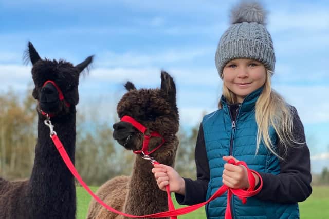 Alpacas Enzo and Diablo, with Darcey Croshaw, nine, who will soon be welcoming families for Alpaca Experience visits.