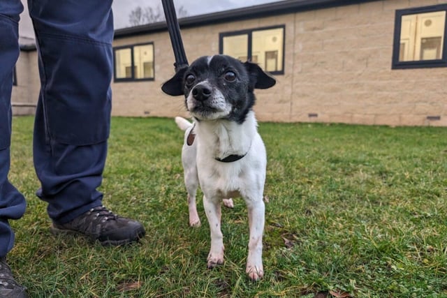 Patch is a male Jack Russell cross who is 10 years old. He loves lots of fuss and attention, is quiet but full of love and gets on well with other dogs. Patch could live with children aged 11-15 years and possibly in a house where there is another dog and/or a cat.