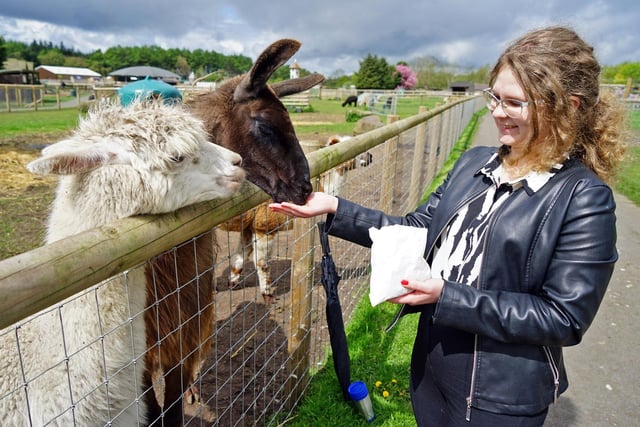 Derbyshire Times reporter Wiktoria Wrzyszcz had a go at feeding  Alpacas and Llamas.