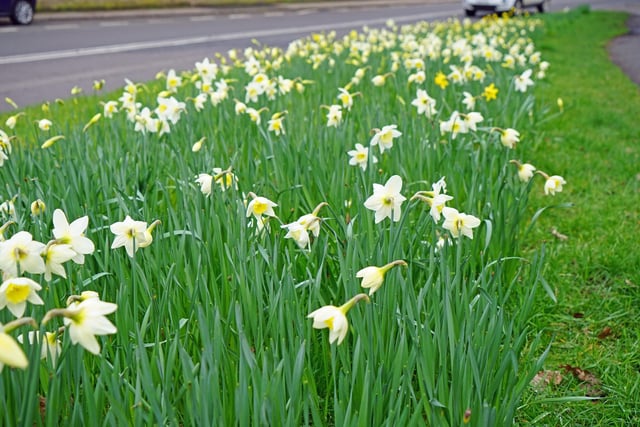 The first major project of Blooming Milford in 2009, was to plant 3500 daffodil bulbs  in the verge by the Strutt Arms on the A6, which now give a spectacular annual display as in the photo above. The group has since then planted daffodils, crocuses and anemones in the verges by the Strutt Arms bus stop, on Vicarage Road and on Wood Lane, daffodils and snowdrops in the Children’s Play Area on the A6, and daffodils, wild daffodils, snowdrops, and bluebells near the riverside path in Hopping Mill Meadow.