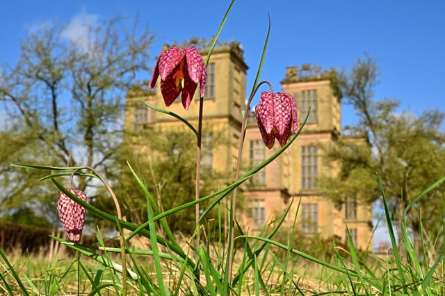 A superb shot taken and sent in by regular contributor Nick Rhodes shows snake's head fritillary flowers in the garden at Hardwick Hall.