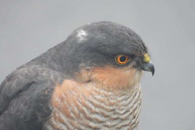 The sparrowhawk has rounded wings and a relatively long, narrow tail. Males are small with a blue-grey back and white underparts showing reddish-orange barring.
