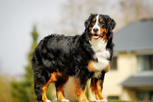 The silky, fluffy coat that makes the Bernese Mountain Dog such a popular and cuddly family pet can be a challenge for those with light carpets, clothing and furniture - they tend to leave a coating of black hair on everything they touch.