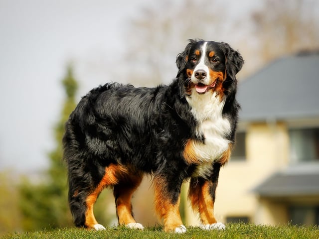 The silky, fluffy coat that makes the Bernese Mountain Dog such a popular and cuddly family pet can be a challenge for those with light carpets, clothing and furniture - they tend to leave a coating of black hair on everything they touch.