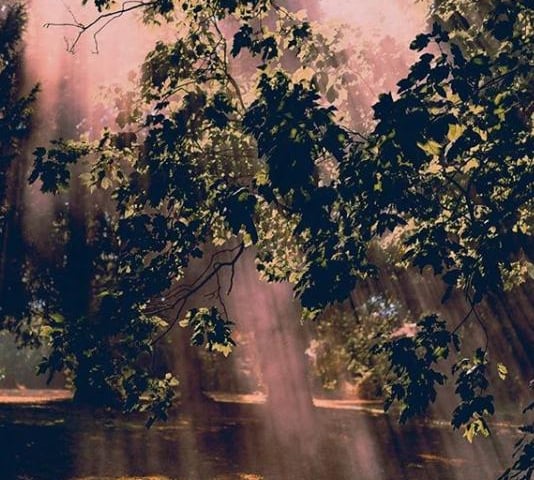 Streaks of sunlight through a grove of trees by @david8photography