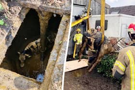 A 55st calf was rescued by firefighters using a CRANE after it plunged 20ft into a slurry pit.