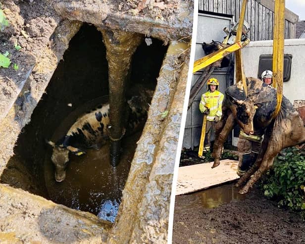 A 55st calf was rescued by firefighters using a CRANE after it plunged 20ft into a slurry pit.