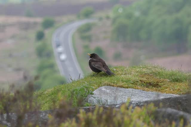 The Ring Ouzel population appears to be holding steady or even increasing in the Peak District.