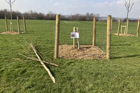 One of the trees recently planted at Highfield Park has been destroyed.