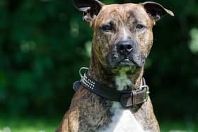 A Freedom of Information showed Staffordshire bull terriers were the dog breed with the highest numbers to have been put down by Derbyshire Police. Image: Pixabay