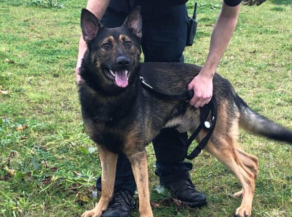 1 year old, German Shepherd. Wild and wonderful all in one. Coco is still a young dog with still a lot to learn but her willingness and love for life and people is infectious.