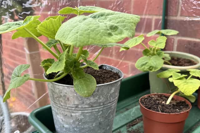 Growing at home