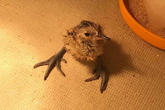 A curlew chick hatched from recovered eggs. Credit: C Hardcastle