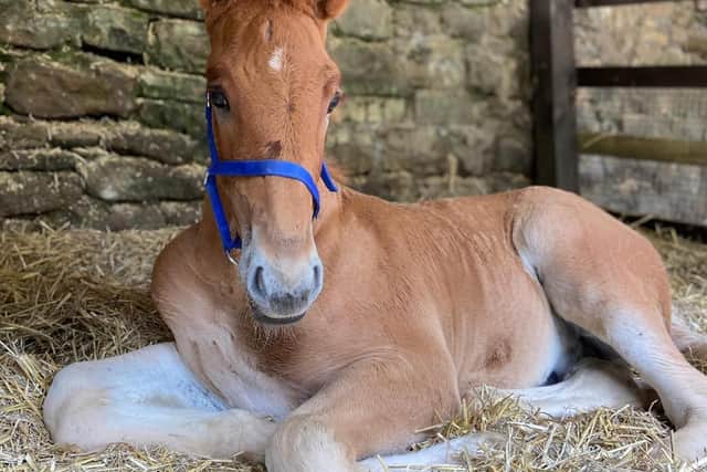 Huxley, the Suffolk Punch foal, is a big draw for visitors to Chatsworth.