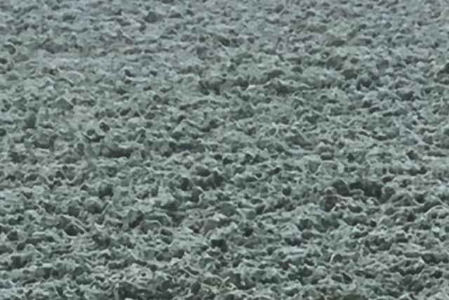James Ledger caused a sensation when he posted a video of what looks like a wallaby hopping through a frozen field in Mosborough on Saturday morning.