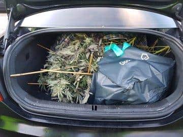 Cannabis plants were stuffed into waste bags in the back of each vehicle.