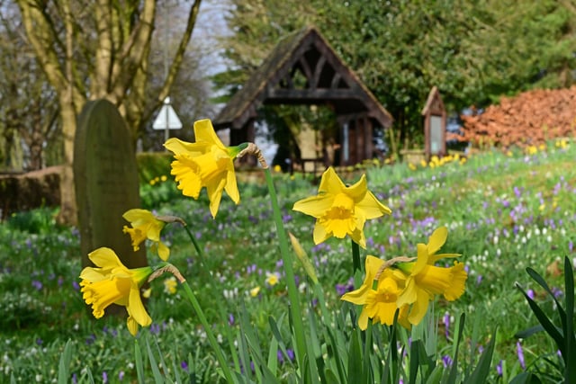 Spring flowers are out in force at St Paul's Church, Hasland, in this latest photo taken and sent in by Nick Rhodes.