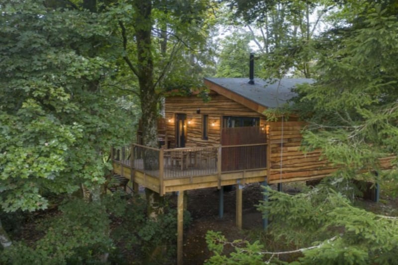 All five of the treehouses are surrounded by beautiful beech forest.