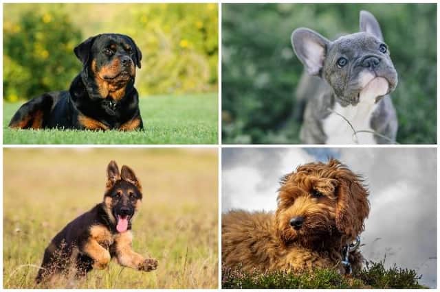 Dogs (Photo: Shutterstock)