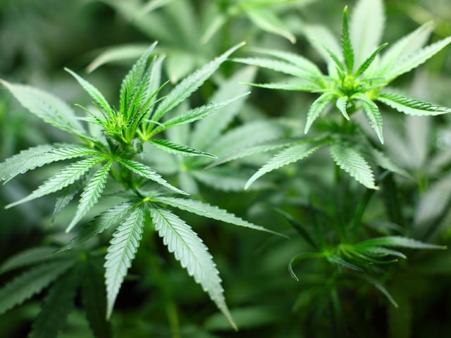 Twenty-one plants worth just under £4,000 were found at the Chesterfield home of Adam Weaver on April 6, 2018.
Weaver, 37, learned to grow the drug from seeds he bought online - selling it “by the ounce” to one buyer - by watching videos.
The defendant, of Yarncliff Close, Chesterfield, admitted producing a quantity of cannabis, supplying cannabis and diverting electricity.
He was jailed for 12 months suspended for 18 months with 30 rehabilitation activity days and handed 200 hours unpaid work.