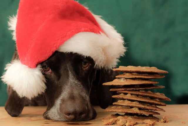Alternatively, try baking pet-friendly Christmas snacks like peanut butter dog biscuits - there are plenty of recipes online. It makes for a pawfect treat while the humans eat dinner.