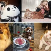 Here are photos of pets Derbyshire Times readers shared with us to celebrate National Love Your Pet Day.