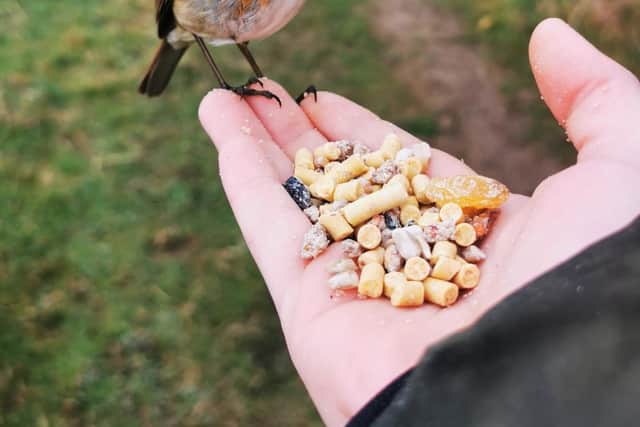 Katie Wilson built up a relationship with little 'Bobbin Robin', while capturing nature photos around her home in Clowne.