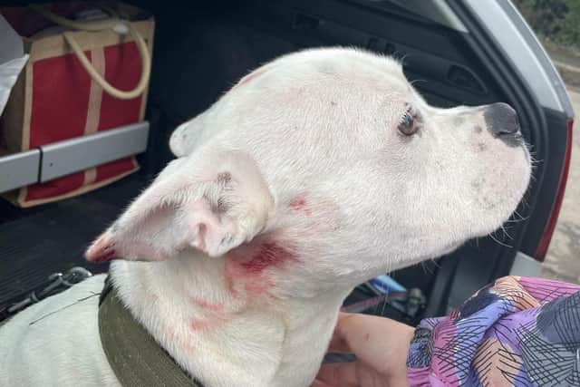 A Chesterfield dog owner has issued a warning after a puppy was attacked by a pocket bully in Brearley Park.