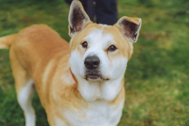 Shiloh was severely overweight when he came into the RSPCA's care and struggles with knee problems, but this just makes him all the more endearing. He's very warm and gentle, but would be most comfortable living as the only pet in the house.