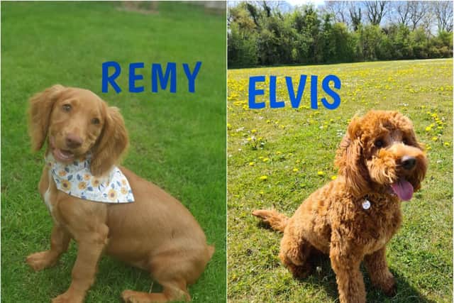 Remy, a cocker spaniel, and Elvis, a cockerpoo, were also stolen from Brookfield Farm Kennels in Spondon