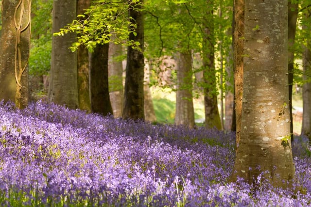 Bluebells spill down steep inclines in Clough Woods, near Winster (generic image: Stock Adobe/Sara Winter
