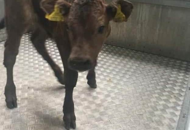 The calf was unhurt after the fall and was returned to the farmer