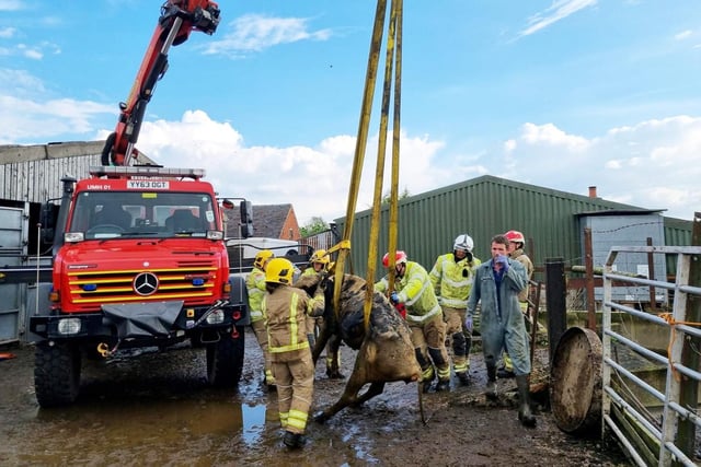 Firefighters dashed to save the animal after the accident at a farm off Mill Lane, Church Broughton