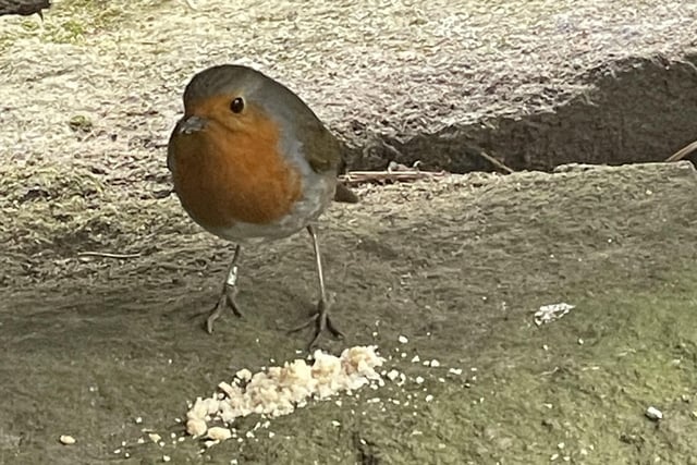 Here's a robin having a snack at Ladybower Reservoir, taken and submitted by Jude Bridgestock.