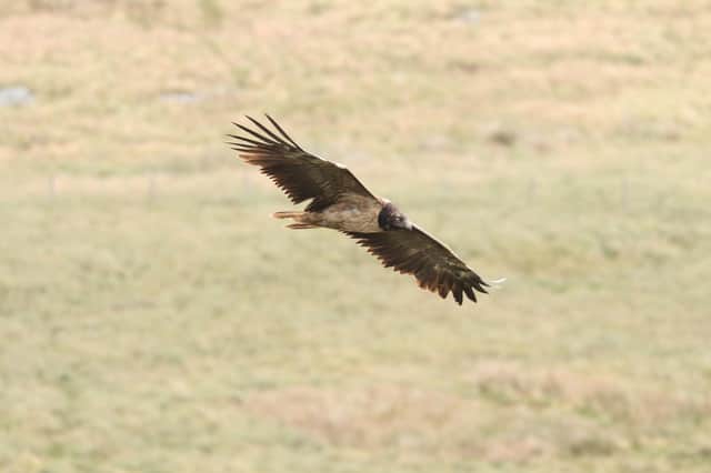 This magnificent photograph of the bearded vulture was captured at Back Tor by local birdwatcher Andy Smith.