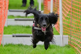 Jumping for joy on the agility course