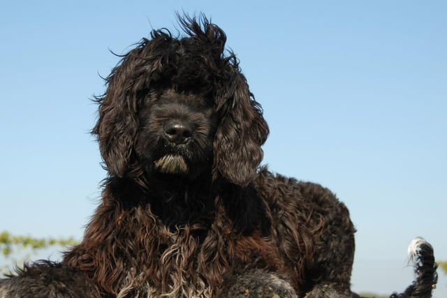 While the Portuguese Water Dog does shed hair, it's relatively thick and highly seasonal, so a regular grooming regime will keep allergy sufferers from suffering.