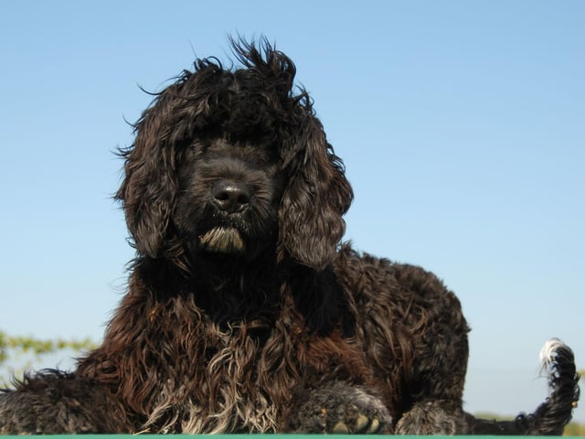While the Portuguese Water Dog does shed hair, it's relatively thick and highly seasonal, so a regular grooming regime will keep allergy sufferers from suffering.
